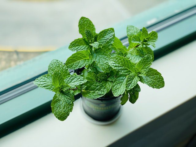 what is mint in Turkish and how to say it